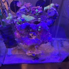 海水魚　クモウツボ　サンゴ　クマノミ　熱帯魚 　人工海水の画像