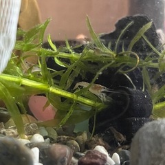赤ちゃんザリガニ  稚ザリガニ ザリガニの画像