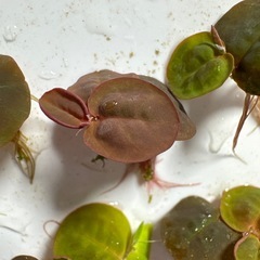 明日まで！！アクアリウム　水草　浮草　フィランサス フルイタンスの画像