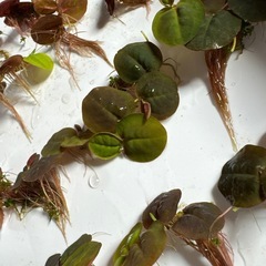 明日まで！！アクアリウム　水草　浮草　フィランサス フルイタンスの画像