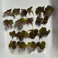 明日まで！！アクアリウム　水草　浮草　フィランサス フルイタンスの画像