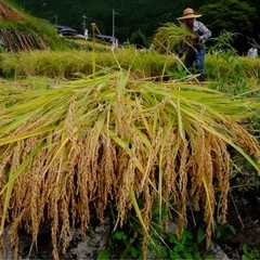　新米　都城　ヒノヒカリ　の画像