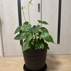 観葉植物　アンスリウムの画像