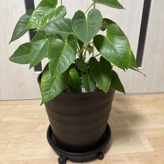 観葉植物　アンスリウムの画像