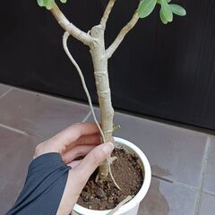 1500円 1 シェフレラ コンパクタ 4号 観葉植物の画像