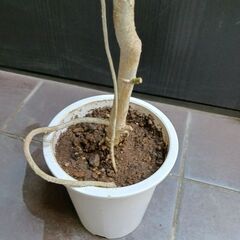 1500円 1 シェフレラ コンパクタ 4号 観葉植物の画像