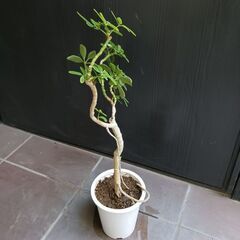 1500円 1 シェフレラ コンパクタ 4号 観葉植物の画像