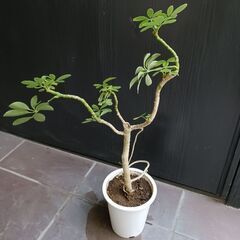 1500円 1 シェフレラ コンパクタ 4号 観葉植物の画像
