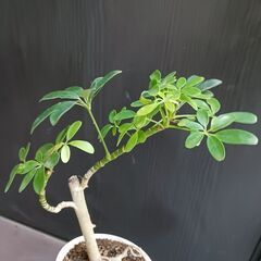 1500円　2 曲がり シェフレラ コンパクタ 4号　観葉植物の画像