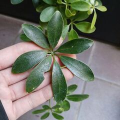 1500円　2 曲がり シェフレラ コンパクタ 4号　観葉植物の画像