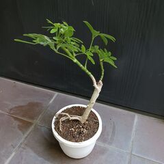 1500円　2 曲がり シェフレラ コンパクタ 4号　観葉植物の画像