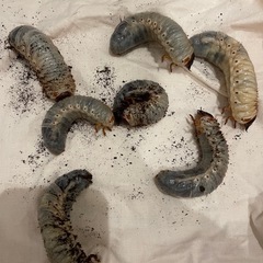 カブトムシの幼虫　大きくなりました　たくさんいます　だいたい3令幼虫の画像