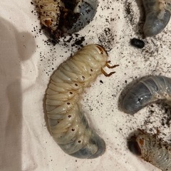 カブトムシの幼虫　大きくなりました　たくさんいます　だいたい3令幼虫の画像