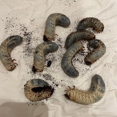 カブトムシの幼虫　大きくなりました　たくさんいます　だいたい3令幼虫の画像