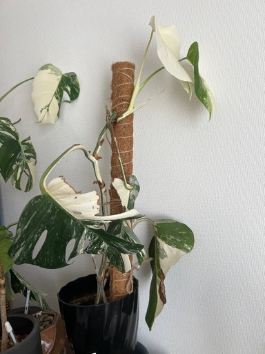 斑入りモンステラ