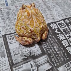 クランウェルツノガエル（イエロー）　約2歳　オス個体の画像