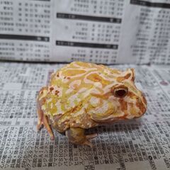 クランウェルツノガエル（イエロー）　約2歳　オス個体の画像