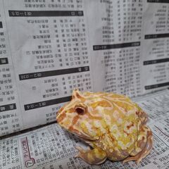 クランウェルツノガエル（イエロー）　約2歳　オス個体の画像