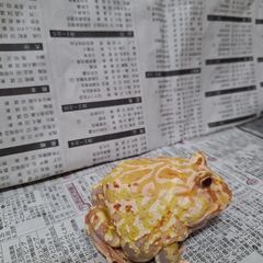 クランウェルツノガエル（イエロー）　約2歳　オス個体の画像