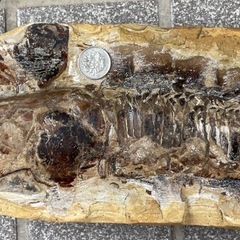 魚　化石の画像