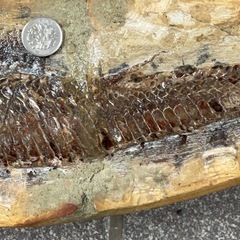 魚　化石の画像
