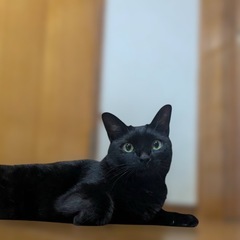 避妊済　黒猫ちゃん　母親はシャム猫