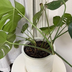 モンステラ🪴観葉植物の画像