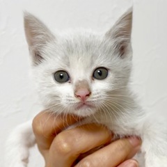 【白色】可愛すぎる子猫💕