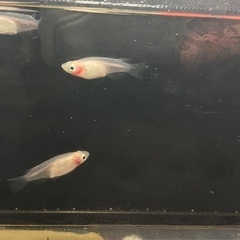 ⚡️紅ほっぺ　メダカ　10匹(3ペア以上います) part2の画像