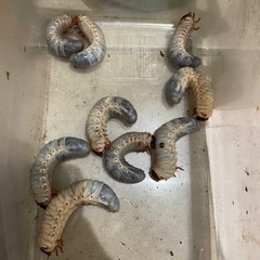 カブトムシの幼虫　大きくなりました　たくさんいます　だいたい3令幼虫の画像