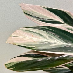 【値下げしました】観葉植物　カラテア　ストロマンテサンギネアトリオスター7号スリット鉢植え※枯れた葉などありますの画像