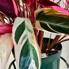 【値下げしました】観葉植物　カラテア　ストロマンテサンギネアトリオスター7号スリット鉢植え※枯れた葉などありますの画像