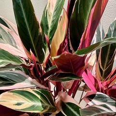 【値下げしました】観葉植物　カラテア　ストロマンテサンギネアトリオスター7号スリット鉢植え※枯れた葉などありますの画像