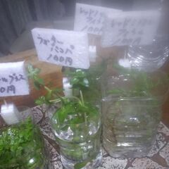 ボトル入り水草色々本日販売分を追加品出ししました。の画像