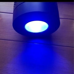 サンゴ のライトの画像