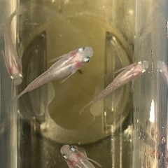 ⚡️紅ほっぺ　メダカ　10匹(3ペア以上います) part2の画像