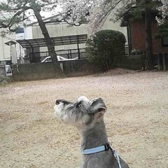 ピアノレッスンの画像