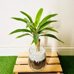 コルジリネ　コーディライン　シルバーストライプ　観葉植物　ハイドロカルチャーの画像