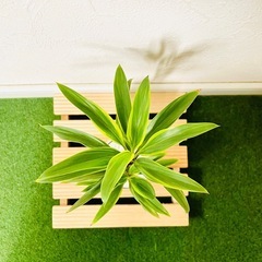 コルジリネ　コーディライン　シルバーストライプ　観葉植物　ハイドロカルチャーの画像