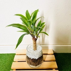 コルジリネ　コーディライン　シルバーストライプ　観葉植物　ハイドロカルチャーの画像