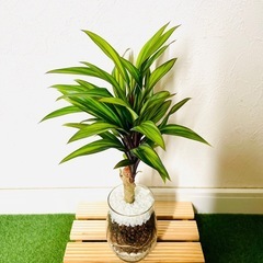 コルジリネ　コーディライン　ゴールデンストライプ　観葉植物　ハイドロカルチャーの画像
