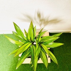 コルジリネ　コーディライン　ゴールデンストライプ　観葉植物　ハイドロカルチャーの画像