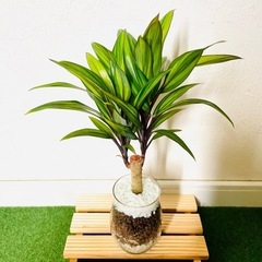 コルジリネ　コーディライン　ゴールデンストライプ　観葉植物　ハイドロカルチャーの画像