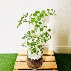 シマトネリコ　観葉植物　ハイドロカルチャーの画像