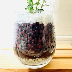 シマトネリコ　観葉植物　ハイドロカルチャーの画像