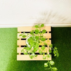 シマトネリコ　観葉植物　ハイドロカルチャーの画像