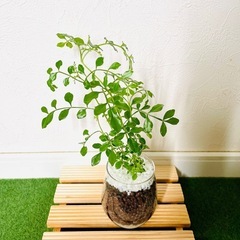 シマトネリコ　観葉植物　ハイドロカルチャーの画像