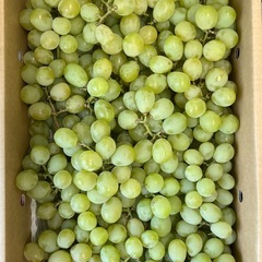 アレキ葡萄1箱4キロの画像