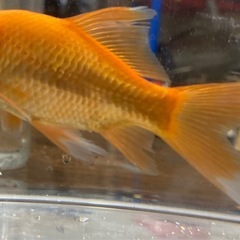 金魚の画像