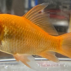 金魚の画像